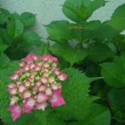 ヒメ日記 2025/06/11 11:15 投稿 まり 熟女22時