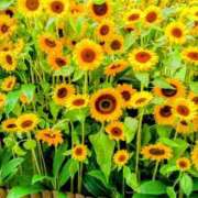 ヒメ日記 2025/08/03 11:45 投稿 まり 熟女22時