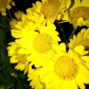 ヒメ日記 2025/09/20 11:54 投稿 まり 熟女22時