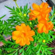 ヒメ日記 2025/10/06 11:32 投稿 まり 熟女22時