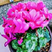 ヒメ日記 2025/11/17 11:50 投稿 まり 熟女22時