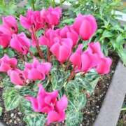 ヒメ日記 2025/12/20 11:55 投稿 まり 熟女22時