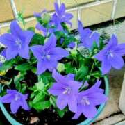 ヒメ日記 2025/12/29 11:45 投稿 まり 熟女22時