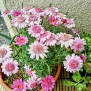 ヒメ日記 2026/01/18 11:52 投稿 まり 熟女22時