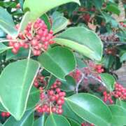 ヒメ日記 2026/01/29 11:24 投稿 まり 熟女22時