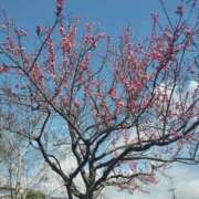 ヒメ日記 2026/03/14 11:48 投稿 まり 熟女22時