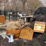 ヒメ日記 2025/02/09 23:21 投稿 すみれ 川越ぷよステーション