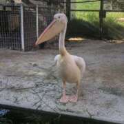 ヒメ日記 2025/05/24 12:23 投稿 すみれ 川越ぷよステーション