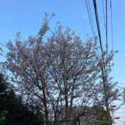 ヒメ日記 2026/04/06 11:09 投稿 中島 熟女の風俗最終章 新横浜店