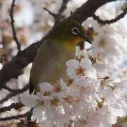 ヒメ日記 2026/04/01 19:24 投稿 かれん 完熟ばなな 横浜