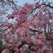 ヒメ日記 2025/04/08 15:39 投稿 ユリア マダム可憐