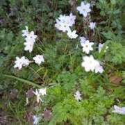 ヒメ日記 2025/10/23 15:23 投稿 ユリア マダム可憐