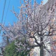 ヒメ日記 2025/03/29 11:29 投稿 かやの ココリラ吉祥寺・調布店