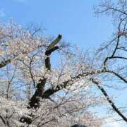 ヒメ日記 2025/04/12 09:00 投稿 かやの ココリラ吉祥寺・調布店