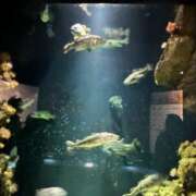 ヒメ日記 2025/04/02 07:34 投稿 金川やえ 川崎南町 素敵な奥様（川崎ハレ系）