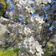 ヒメ日記 2025/04/07 08:09 投稿 金川やえ 川崎南町 素敵な奥様（川崎ハレ系）