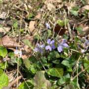 ヒメ日記 2025/04/17 08:37 投稿 金川やえ 川崎南町 素敵な奥様（川崎ハレ系）