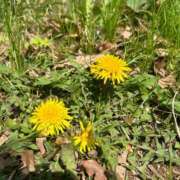 ヒメ日記 2025/05/01 08:32 投稿 金川やえ 川崎南町 素敵な奥様（川崎ハレ系）