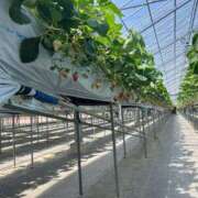 ヒメ日記 2025/05/18 07:22 投稿 金川やえ 川崎南町 素敵な奥様（川崎ハレ系）