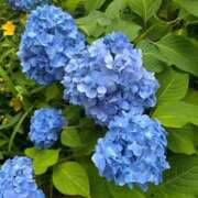 ヒメ日記 2025/06/09 08:31 投稿 金川やえ 川崎南町 素敵な奥様（川崎ハレ系）