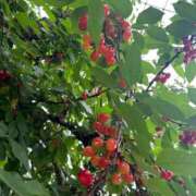 ヒメ日記 2025/06/12 08:45 投稿 金川やえ 川崎南町 素敵な奥様（川崎ハレ系）