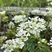 ヒメ日記 2025/06/21 07:30 投稿 金川やえ 川崎南町 素敵な奥様（川崎ハレ系）