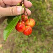ヒメ日記 2025/06/24 08:45 投稿 金川やえ 川崎南町 素敵な奥様（川崎ハレ系）