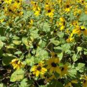 ヒメ日記 2025/07/07 08:47 投稿 金川やえ 川崎南町 素敵な奥様（川崎ハレ系）