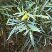 ヒメ日記 2025/07/15 08:42 投稿 金川やえ 川崎南町 素敵な奥様（川崎ハレ系）