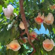 ヒメ日記 2025/07/20 07:25 投稿 金川やえ 川崎南町 素敵な奥様（川崎ハレ系）