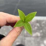 ヒメ日記 2025/09/02 08:36 投稿 金川やえ 川崎南町 素敵な奥様（川崎ハレ系）