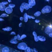 ヒメ日記 2025/09/10 08:37 投稿 金川やえ 川崎南町 素敵な奥様（川崎ハレ系）