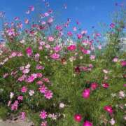 ヒメ日記 2025/09/26 08:27 投稿 金川やえ 川崎南町 素敵な奥様（川崎ハレ系）