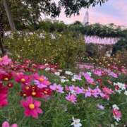 ヒメ日記 2025/11/17 09:19 投稿 金川やえ 川崎南町 素敵な奥様（川崎ハレ系）