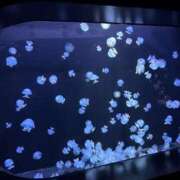 ヒメ日記 2025/11/27 09:15 投稿 金川やえ 川崎南町 素敵な奥様（川崎ハレ系）