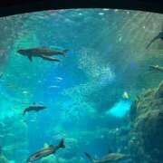 ヒメ日記 2026/01/15 09:16 投稿 金川やえ 川崎南町 素敵な奥様（川崎ハレ系）