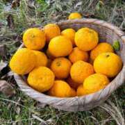 ヒメ日記 2026/02/02 09:12 投稿 金川やえ 川崎南町 素敵な奥様（川崎ハレ系）