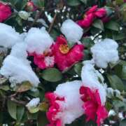 ヒメ日記 2026/02/13 09:05 投稿 金川やえ 川崎南町 素敵な奥様（川崎ハレ系）