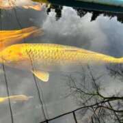 ヒメ日記 2026/02/21 07:56 投稿 金川やえ 川崎南町 素敵な奥様（川崎ハレ系）