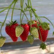 ヒメ日記 2026/02/22 08:32 投稿 金川やえ 川崎南町 素敵な奥様（川崎ハレ系）