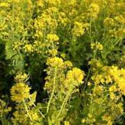 ヒメ日記 2026/03/17 09:05 投稿 金川やえ 川崎南町 素敵な奥様（川崎ハレ系）