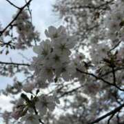 ヒメ日記 2026/04/09 08:54 投稿 金川やえ 川崎南町 素敵な奥様（川崎ハレ系）