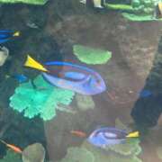 ヒメ日記 2026/04/11 07:55 投稿 金川やえ 川崎南町 素敵な奥様（川崎ハレ系）