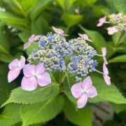 ヒメ日記 2026/06/06 07:35 投稿 金川やえ 川崎南町 素敵な奥様（川崎ハレ系）