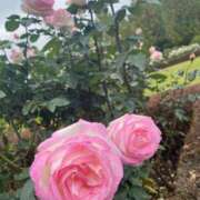 ヒメ日記 2025/05/11 06:38 投稿 八代らん ウルトラロイヤル