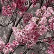 ヒメ日記 2026/03/30 17:00 投稿 ふうか 梅田人妻秘密倶楽部