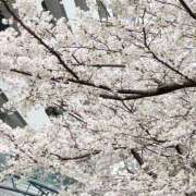 ヒメ日記 2026/03/25 14:42 投稿 生田 モアグループ所沢人妻城