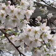 ヒメ日記 2026/03/31 23:42 投稿 生田 モアグループ所沢人妻城