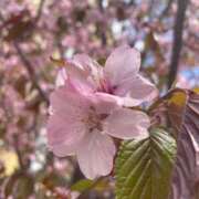 ヒメ日記 2025/05/02 16:48 投稿 このみ シークレットサービス