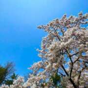 ヒメ日記 2025/05/03 18:19 投稿 このみ シークレットサービス